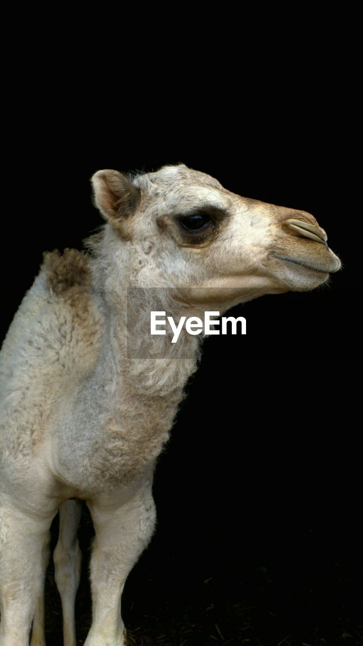 Close-up of camel against black background