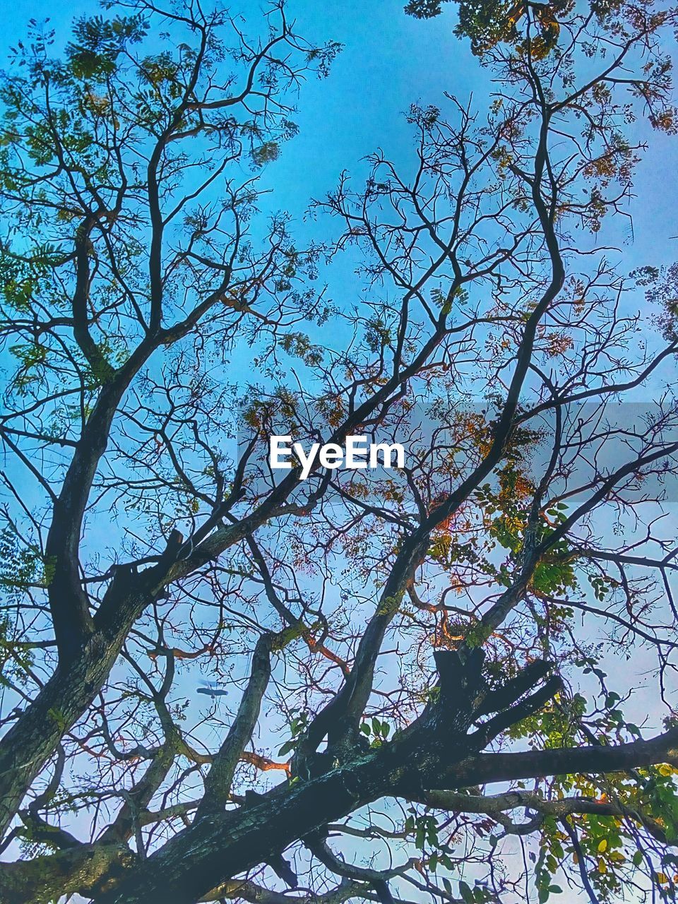 LOW ANGLE VIEW OF FLOWER TREE