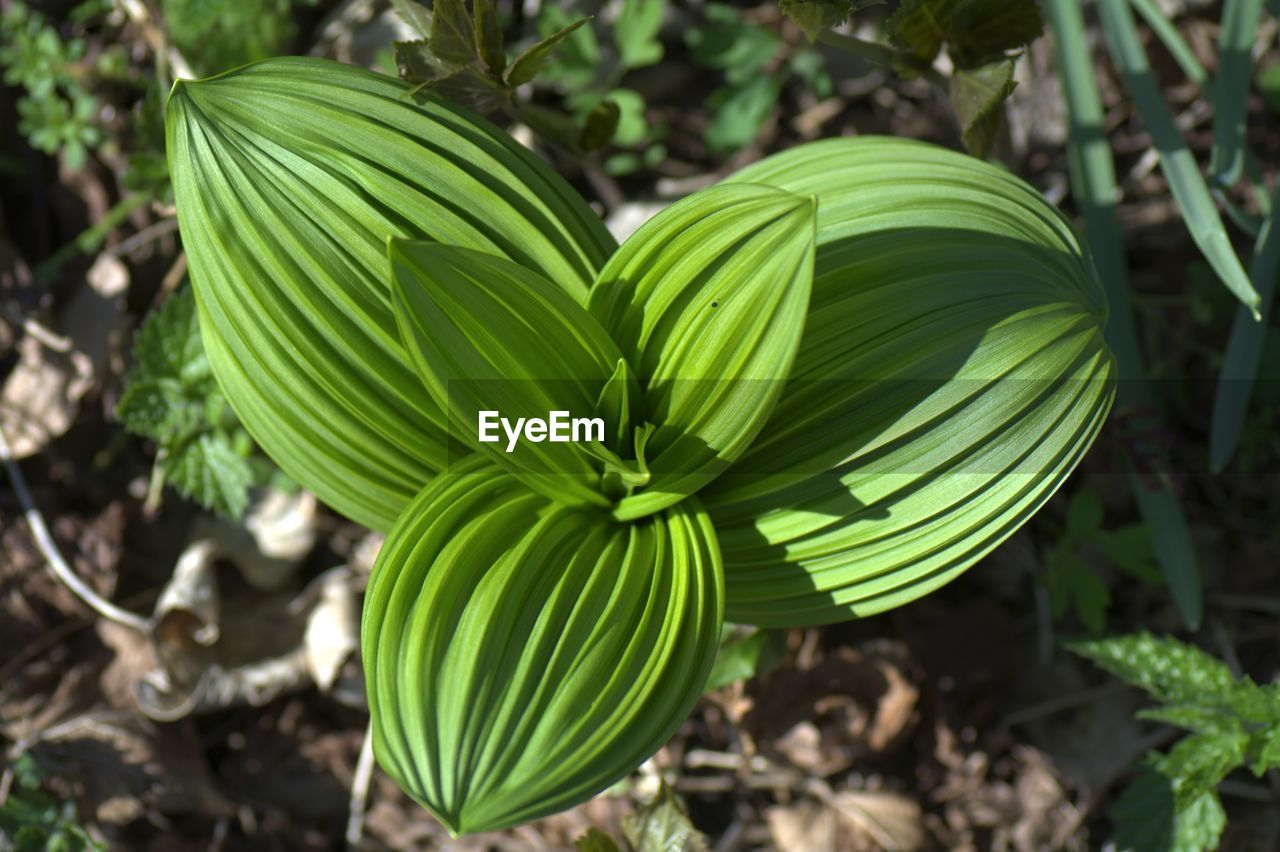 Close-up of fresh green leaves