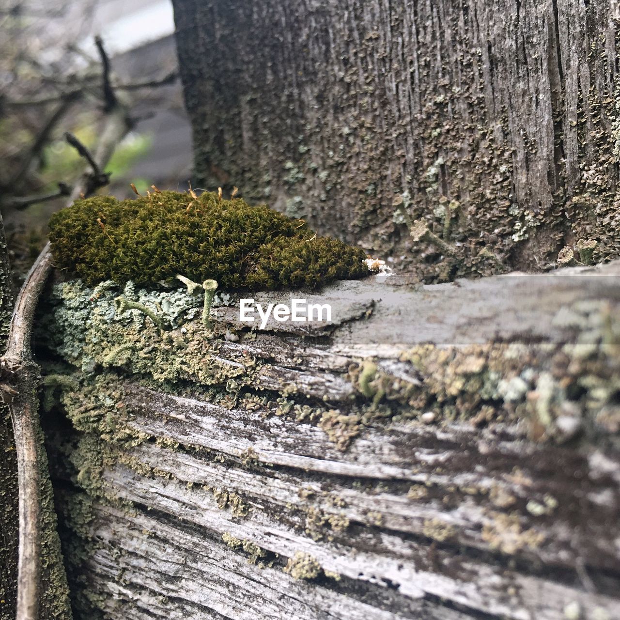 CLOSE-UP OF TREE STUMP ON MOSS