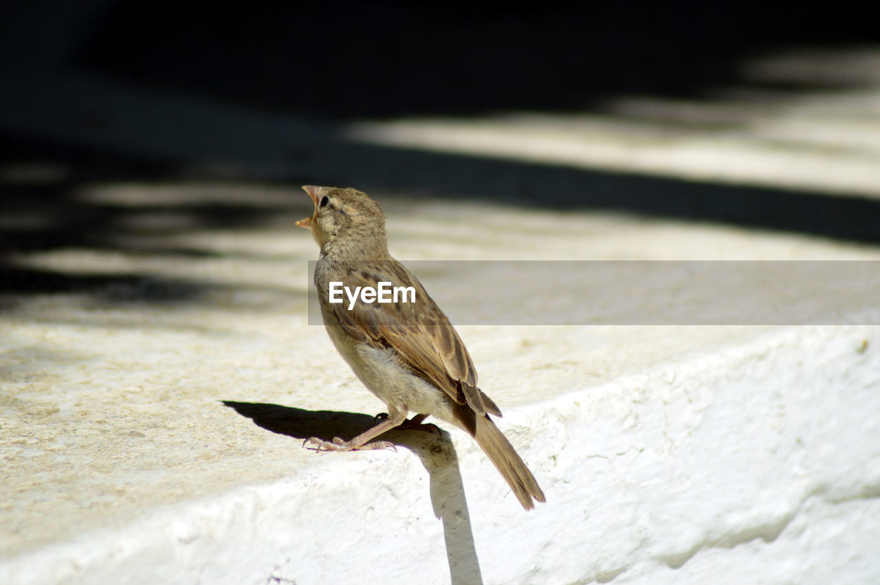 Close-up of sparrow perching on white retaining wall