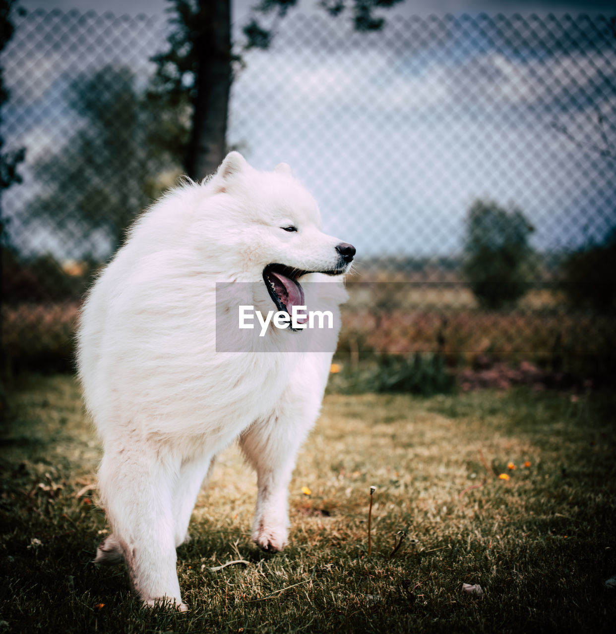 White dog standing on field