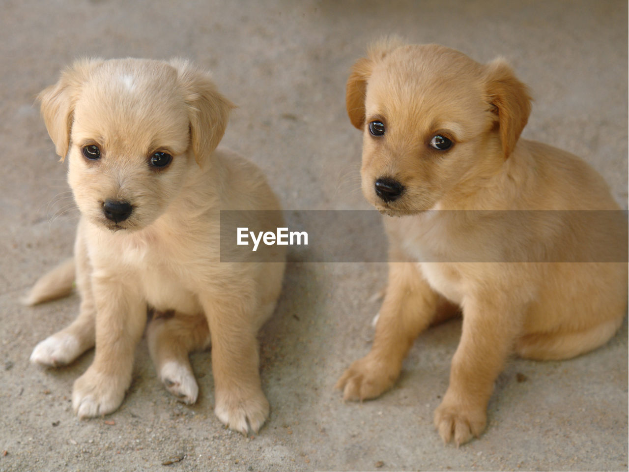 High angle portrait of puppies sitting on footpath