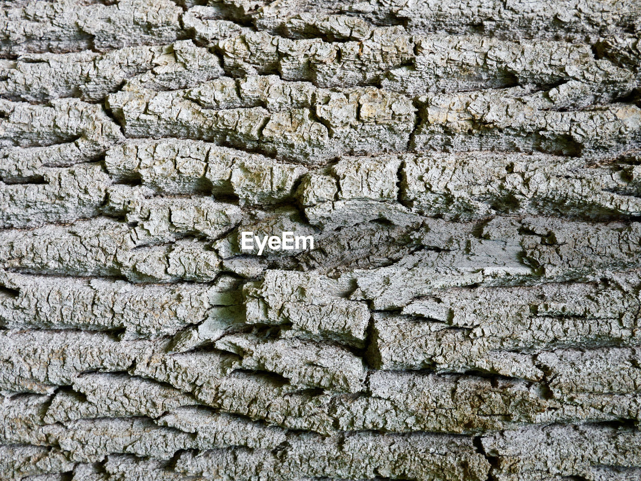 full frame, backgrounds, stone wall, wall, textured, no people, pattern, rock, rough, day, soil, built structure, wall - building feature, architecture, close-up, outdoors, road surface, nature, trunk, flooring, cracked, tree, weathered, asphalt