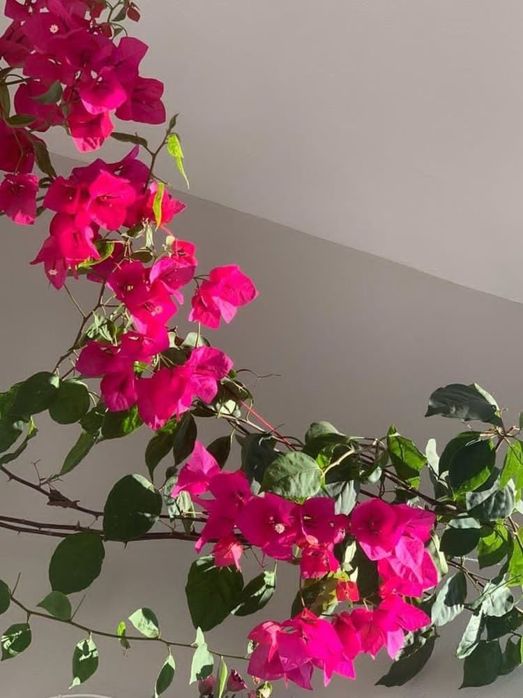 Flower Flowering Plant Plant Pink Color Freshness Beauty In Nature Vulnerability  Fragility Nature Close-up Growth Petal No People Flower Head Bougainvillea Plant Part Leaf Wall - Building Feature Inflorescence Outdoors Celebrations From Home