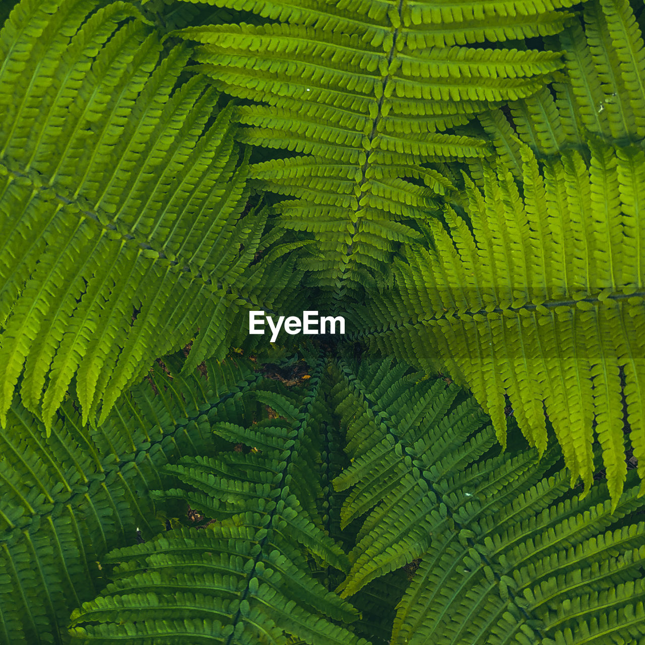 HIGH ANGLE VIEW OF FERN LEAVES