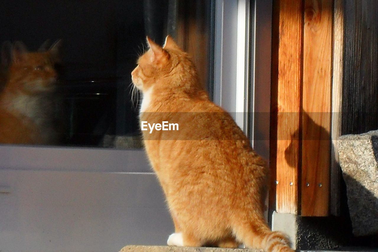 PORTRAIT OF CAT