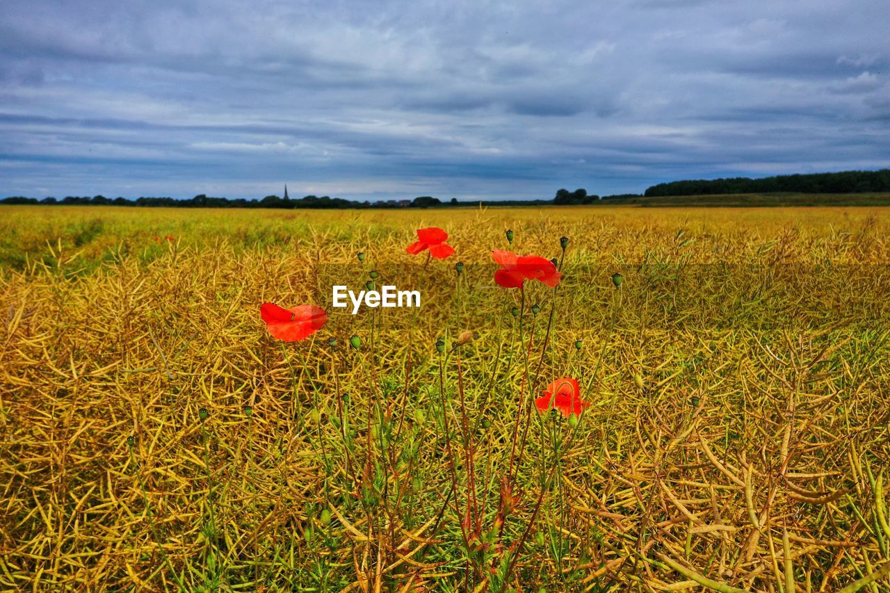 Scenic view of red poppy flowers on field against sky