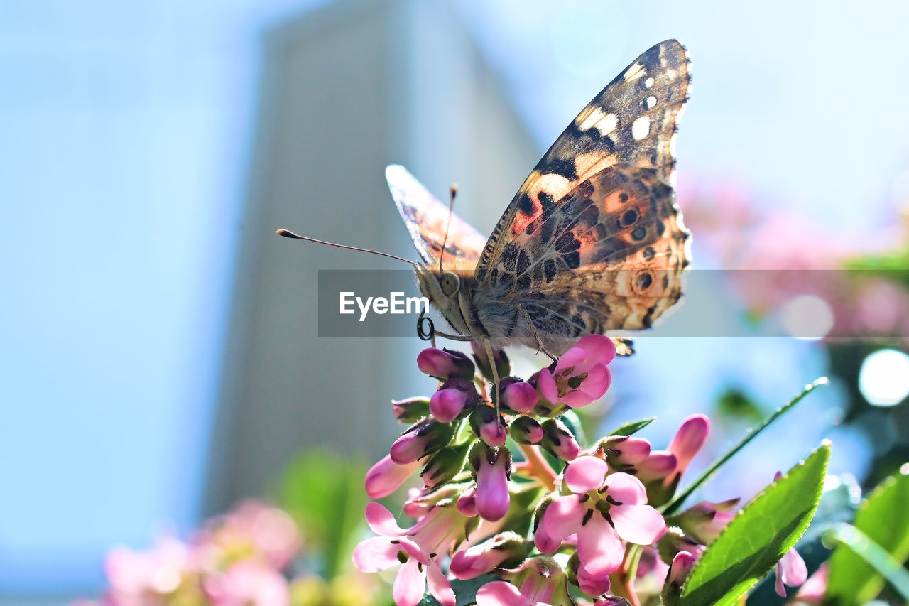 Close-up of butterfly pollinating on flower