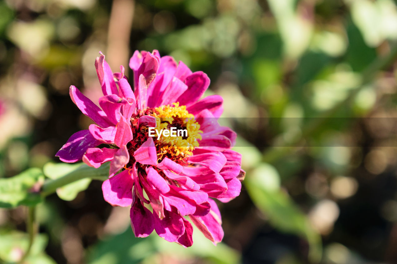 CLOSE-UP OF BUMBLEBEE ON PINK FLOWER