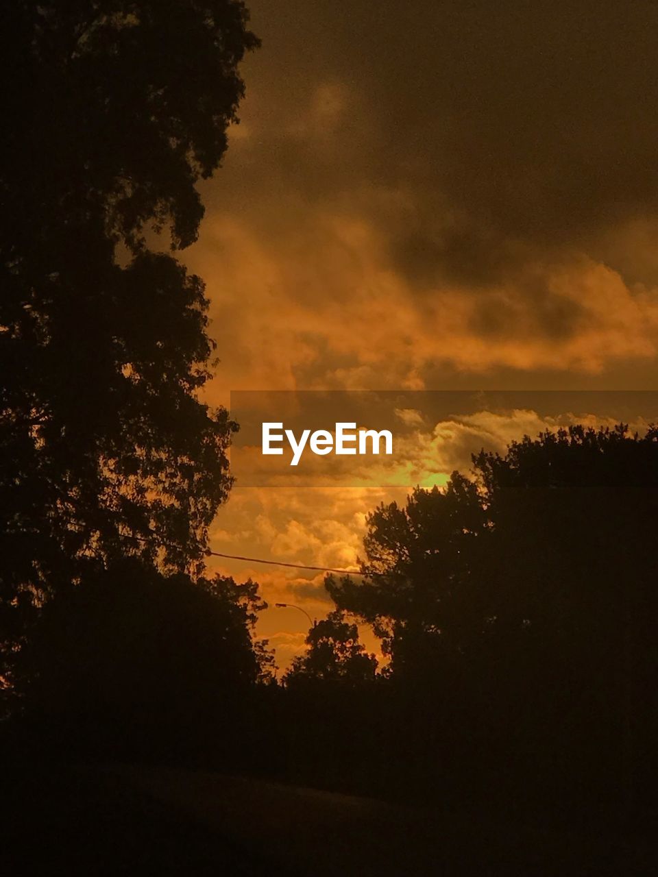 SILHOUETTE TREES AGAINST ORANGE SKY