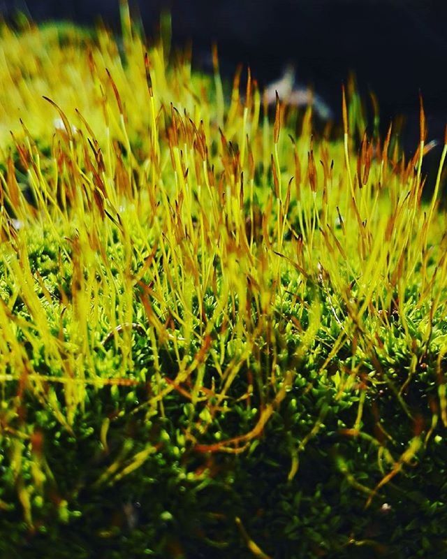 CLOSE-UP OF PLANTS GROWING ON FIELD
