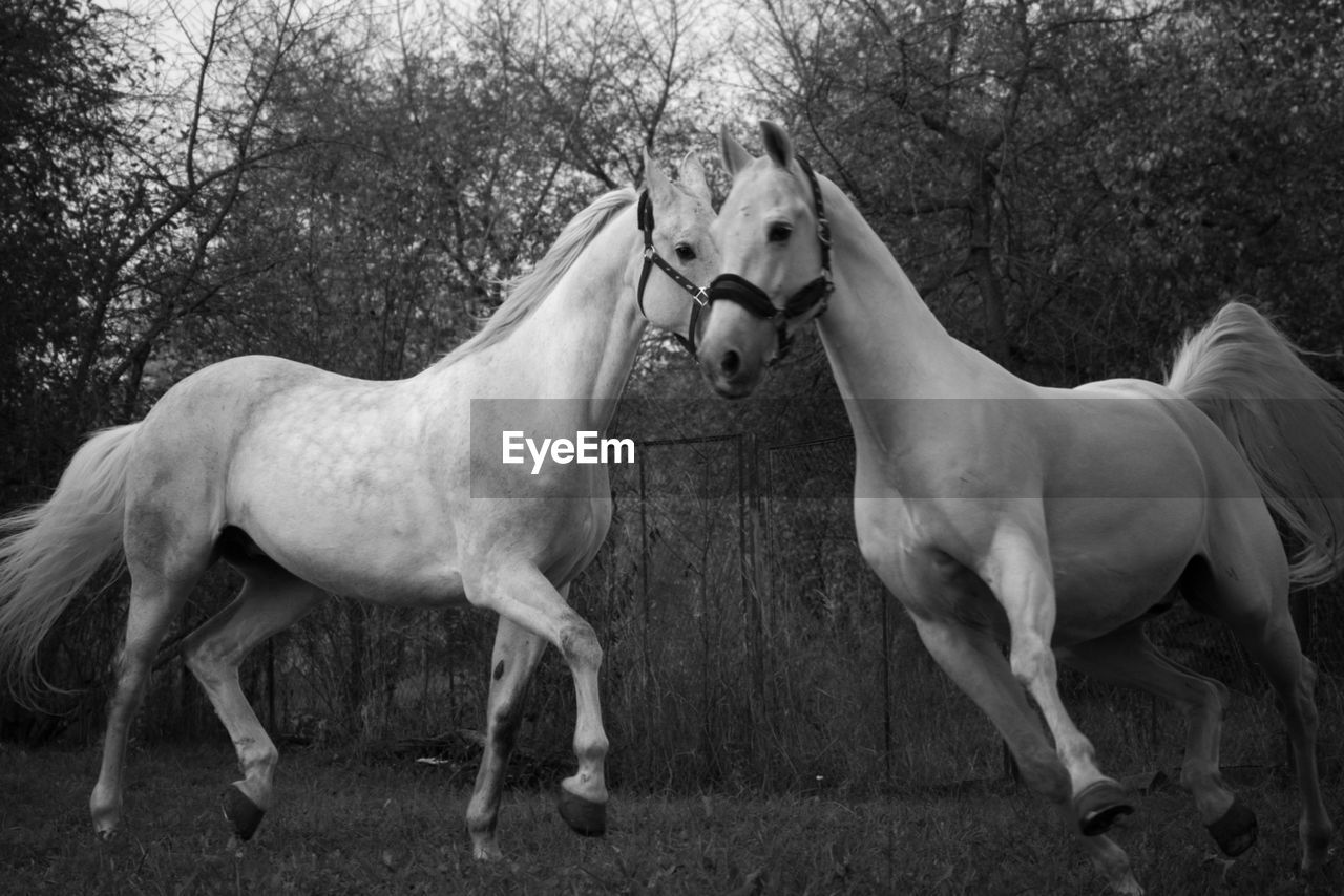 HORSE STANDING ON FIELD