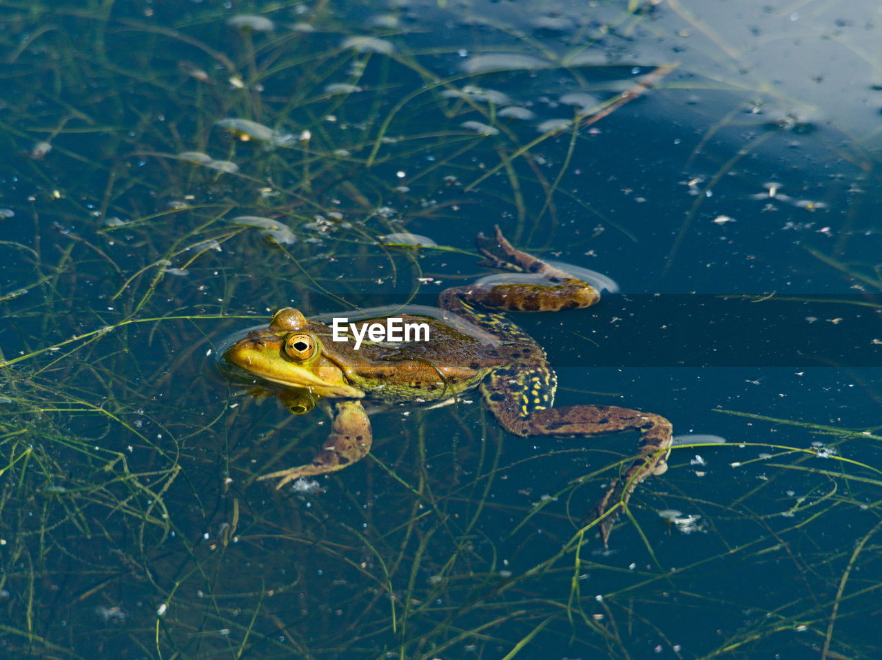 animal themes, animal, animal wildlife, wildlife, one animal, water, nature, reptile, no people, swimming, marine biology, amphibian, lake, outdoors, day, turtle, close-up, frog