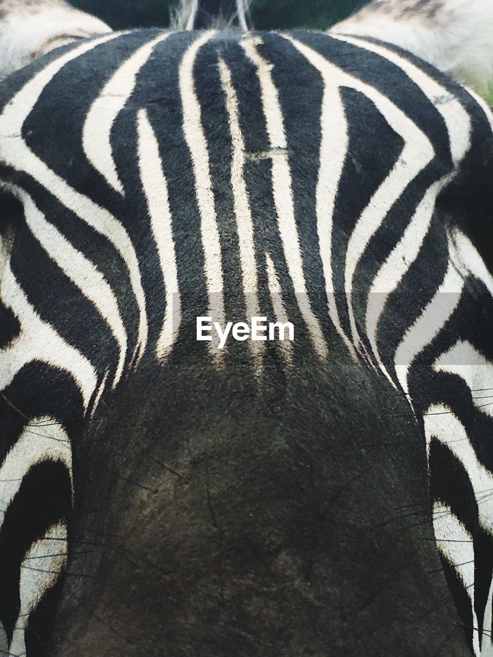 CLOSE-UP OF ZEBRA ON GROUND