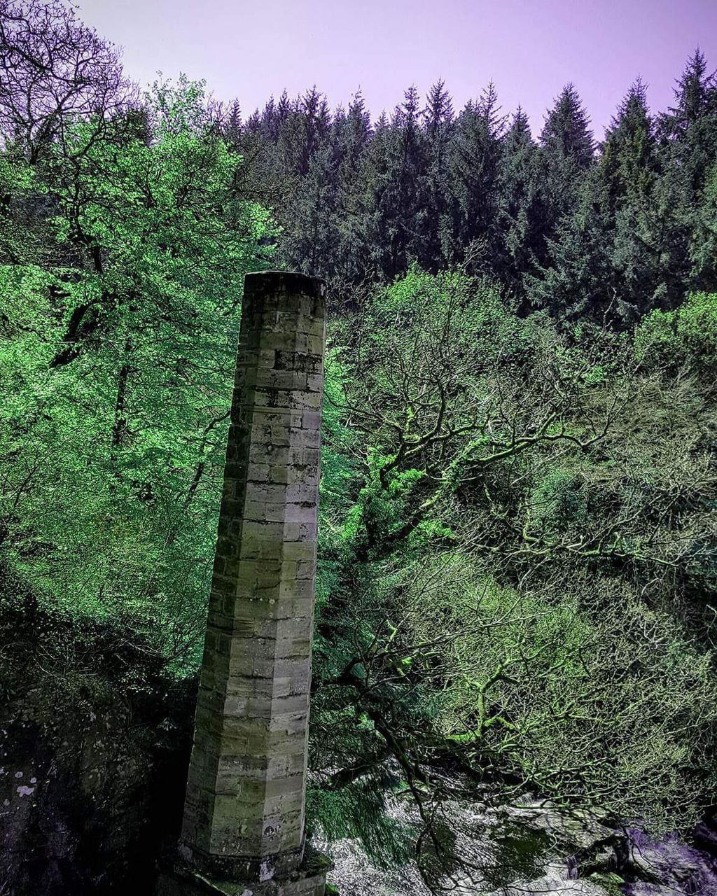 TREES GROWING IN PARK