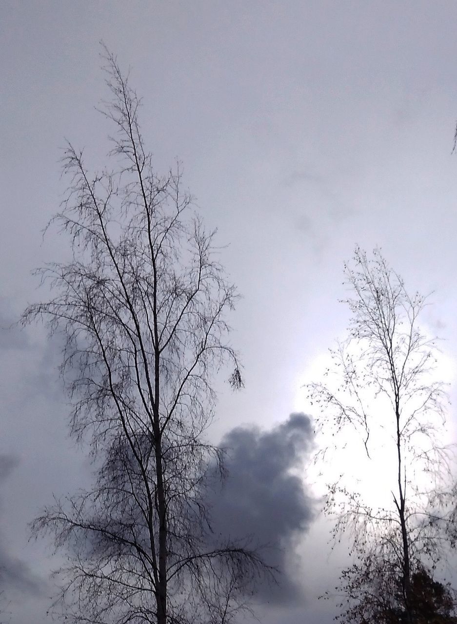 LOW ANGLE VIEW OF SILHOUETTE BARE TREES AGAINST SKY