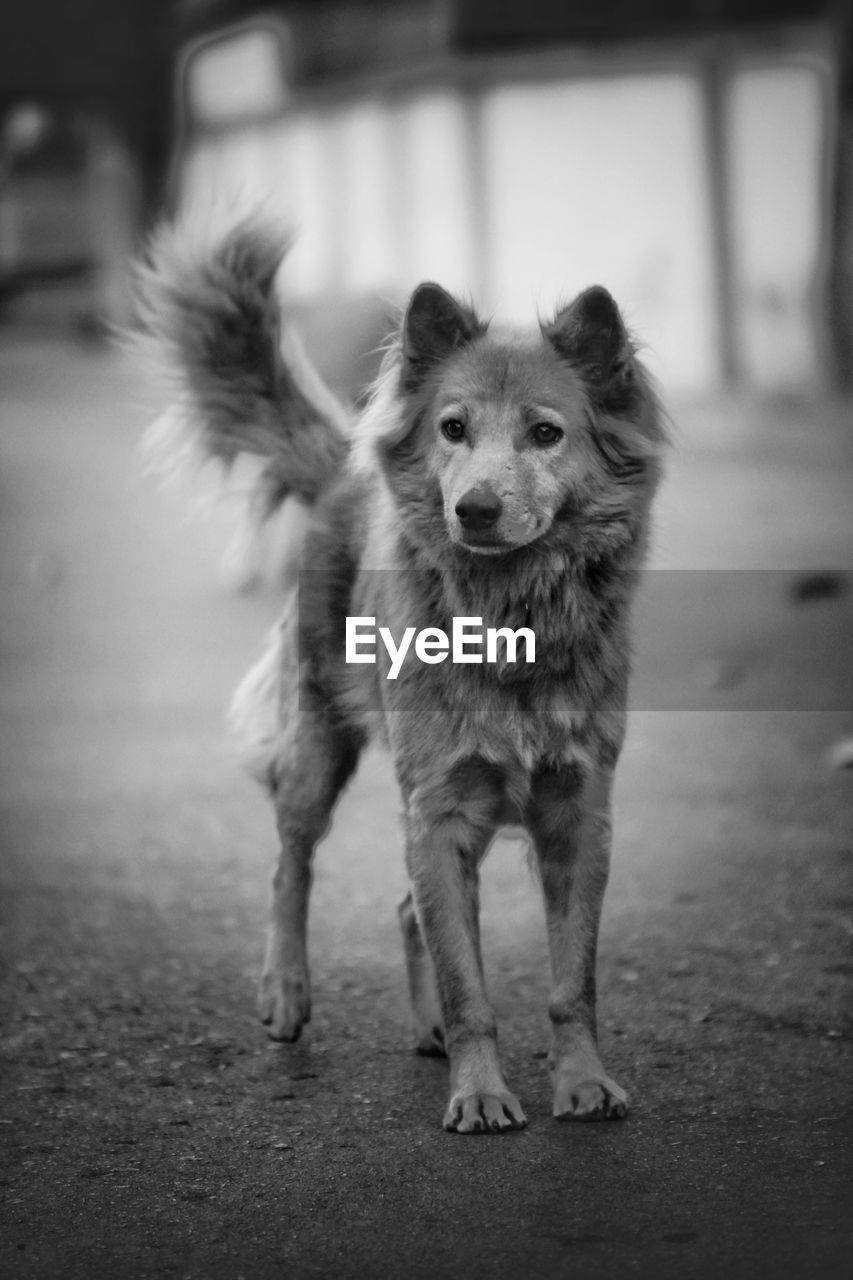 Portrait of dog standing on street in city