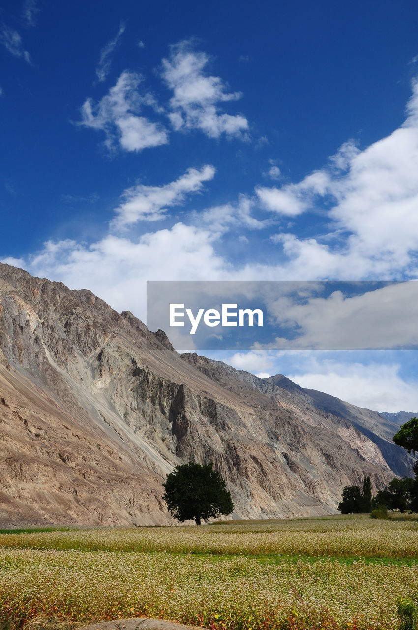 Trees on grassy field by rock mountains against sky