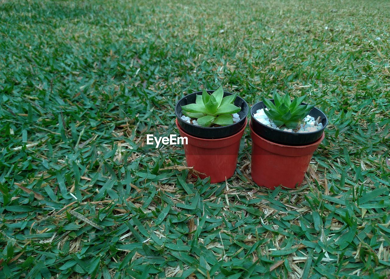 HIGH ANGLE VIEW OF POTTED PLANTS IN FIELD