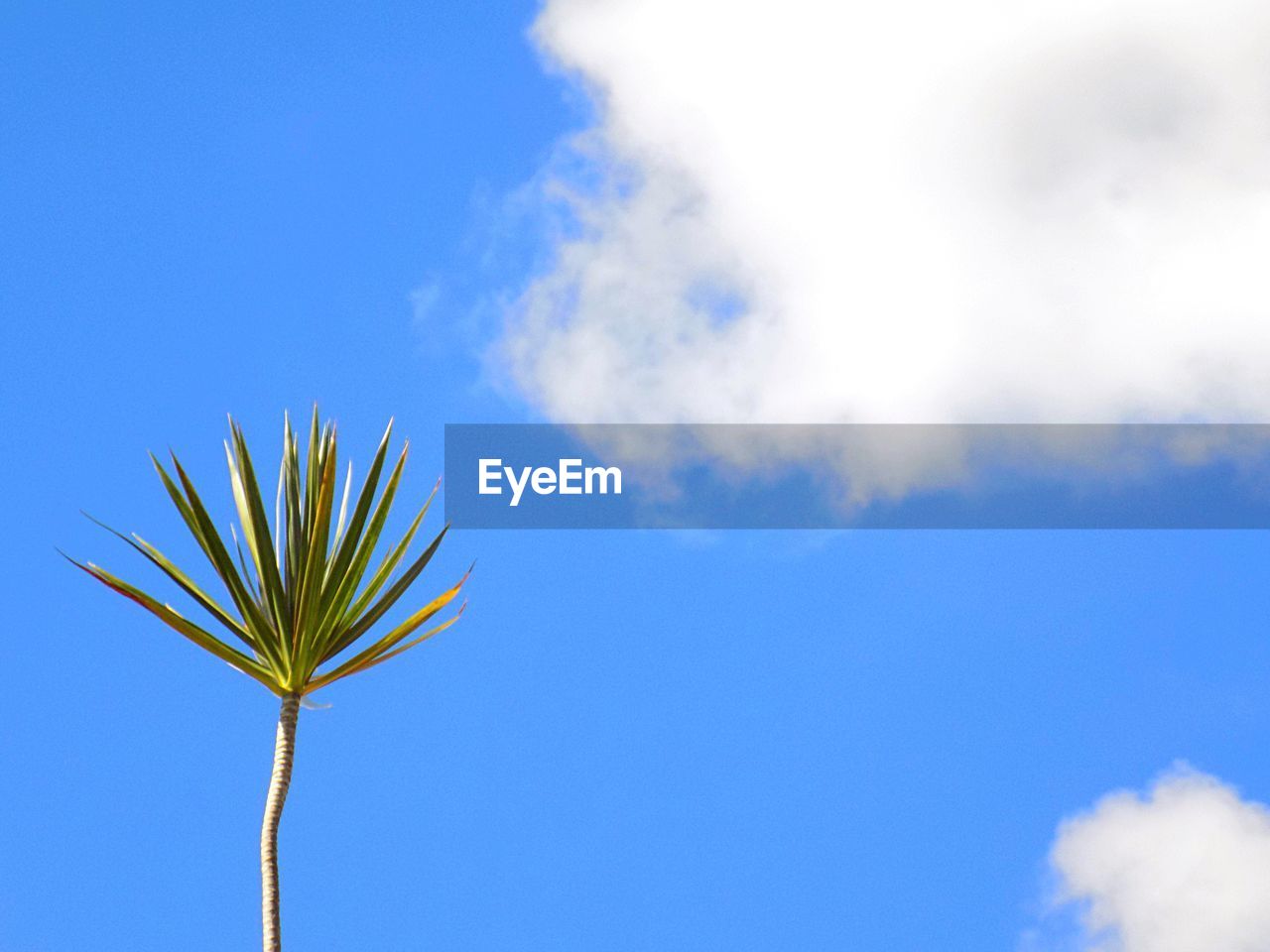 Low angle view of plant against blue sky