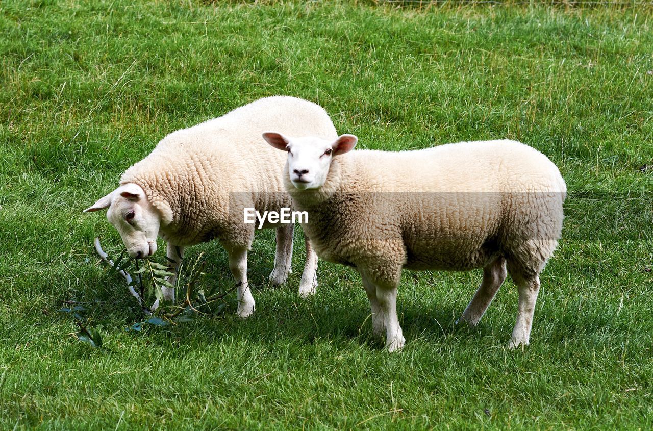 SHEEP IN THE FARM