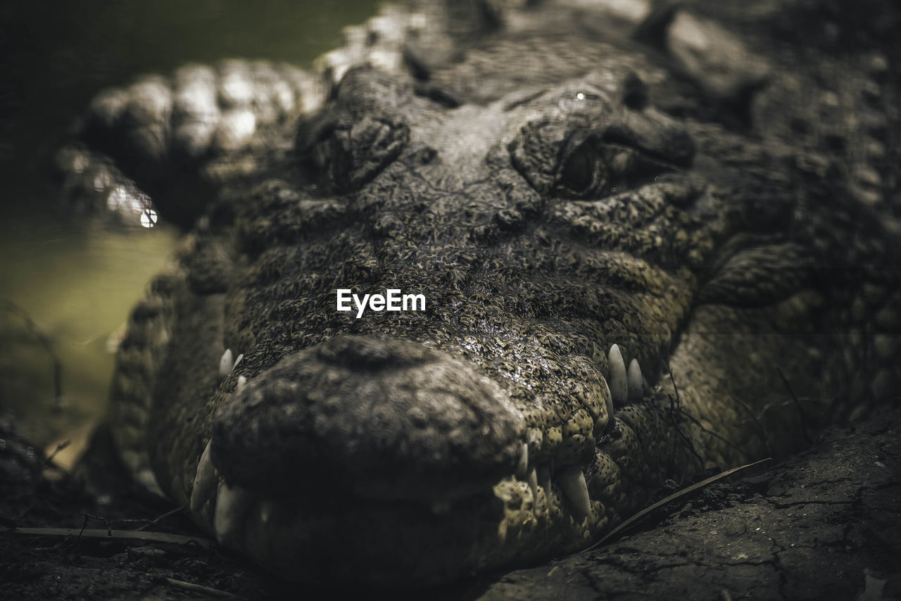 Close-up of crocodile