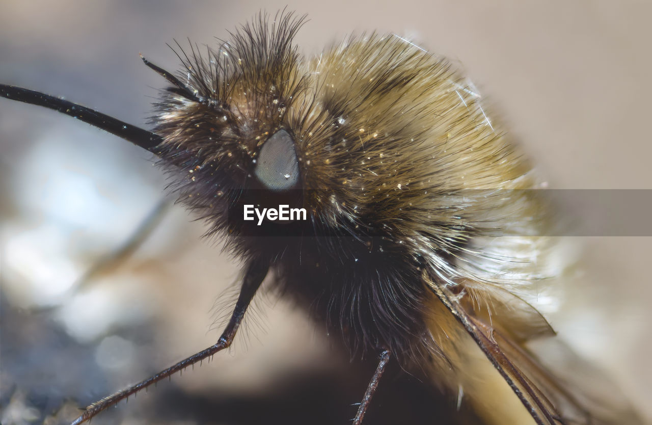 CLOSE-UP OF INSECT ON A LEAF