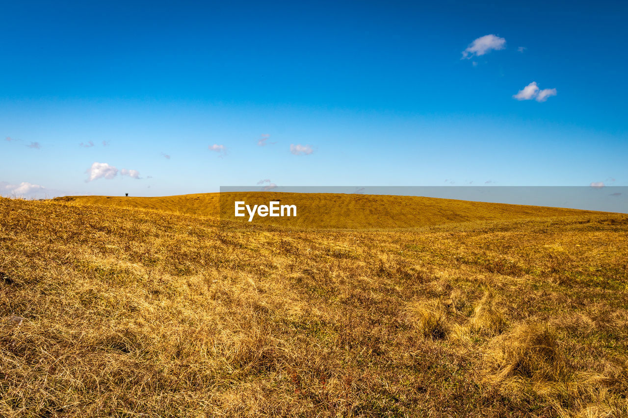 Yellow grass with bright blue sky at morning