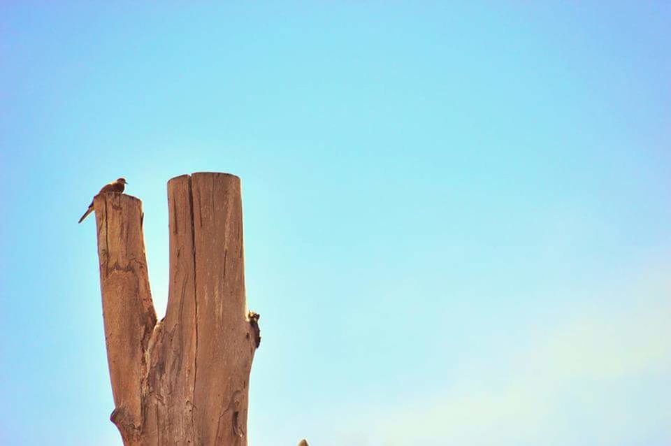 LOW ANGLE VIEW OF TREES AGAINST CLEAR BLUE SKY