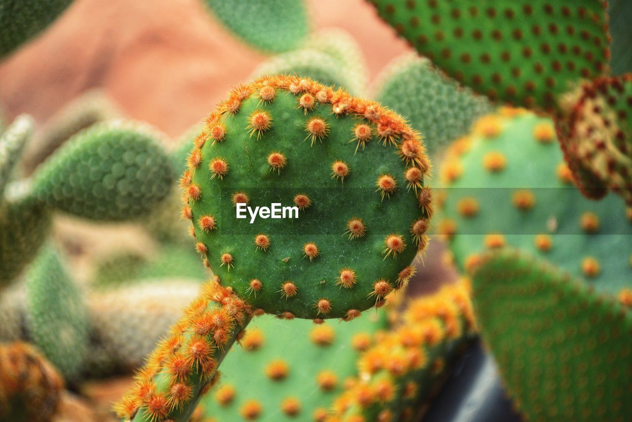 Close-up of prickly pear cactus