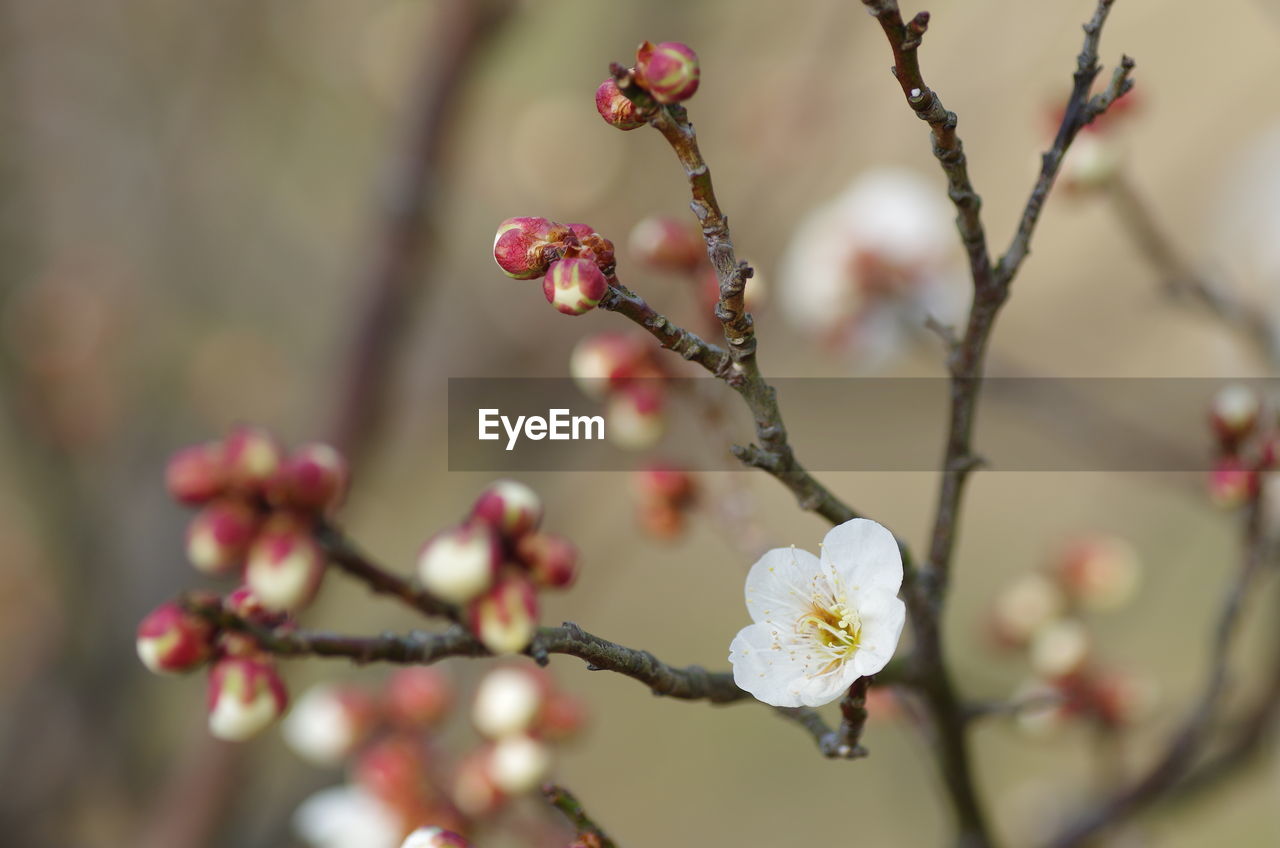 Close-up of white flowers