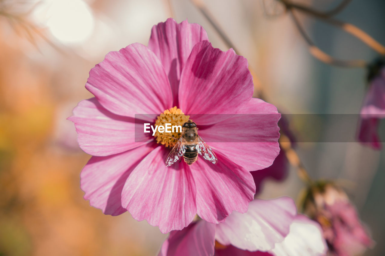 Pink flower with honey bee 