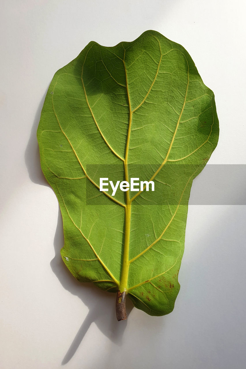 CLOSE-UP OF GREEN LEAF