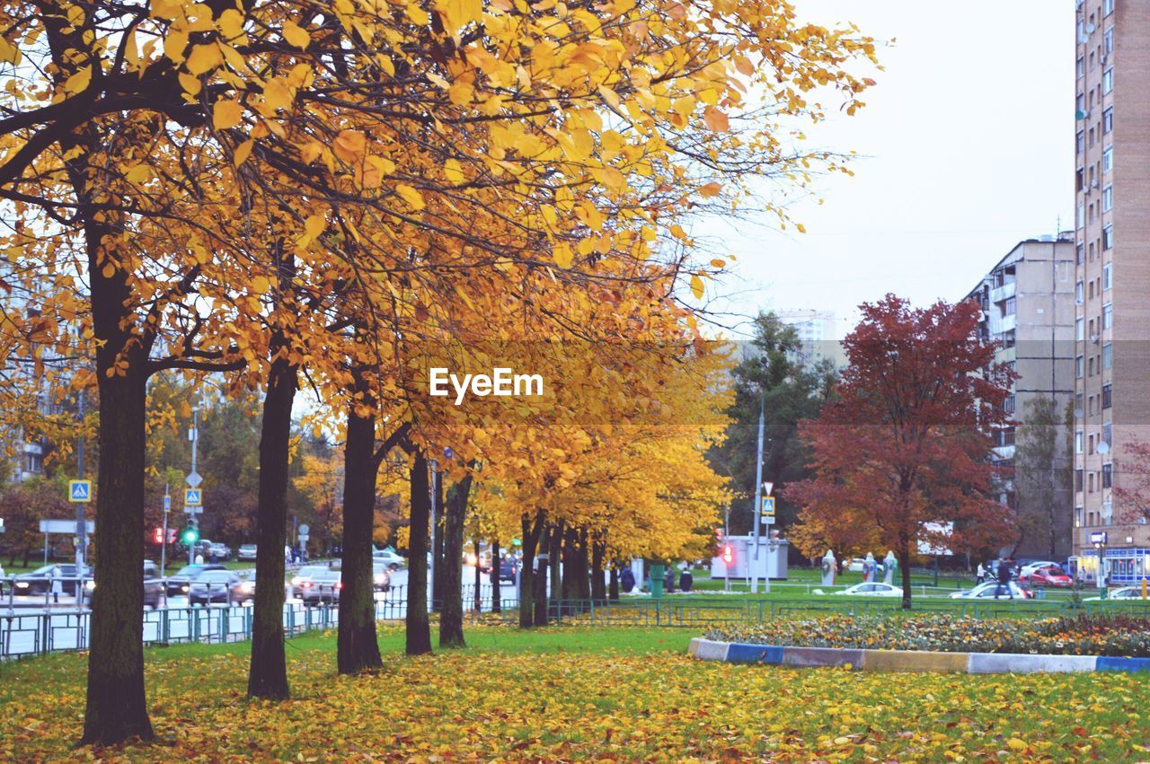 AUTUMN TREES IN PARK AGAINST SKY