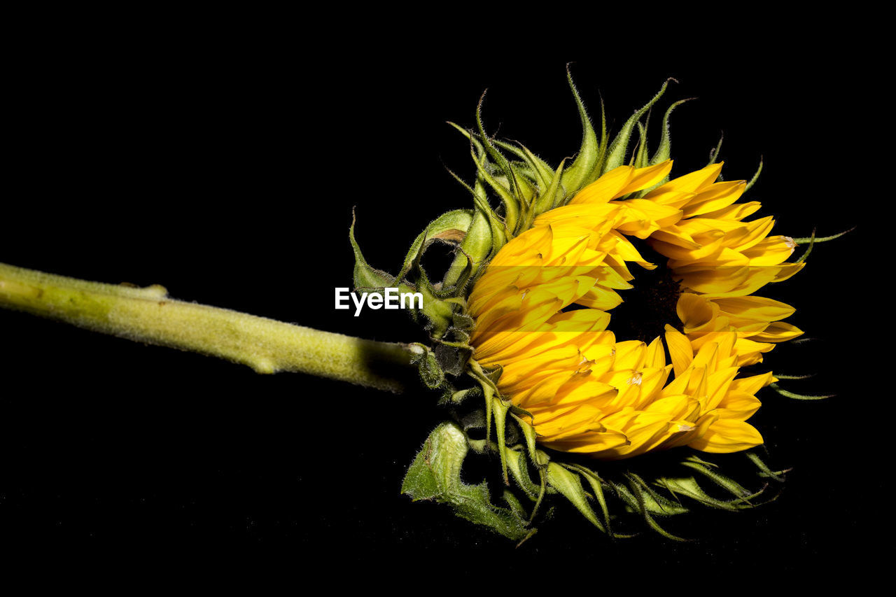 CLOSE-UP OF FRESH YELLOW SUNFLOWER AGAINST BLACK BACKGROUND