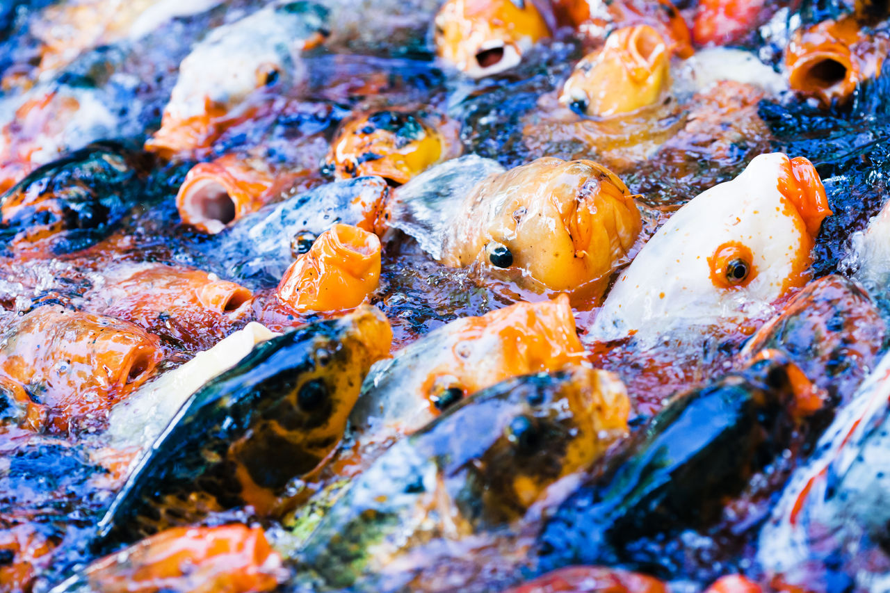 Close-up of fishes in pond