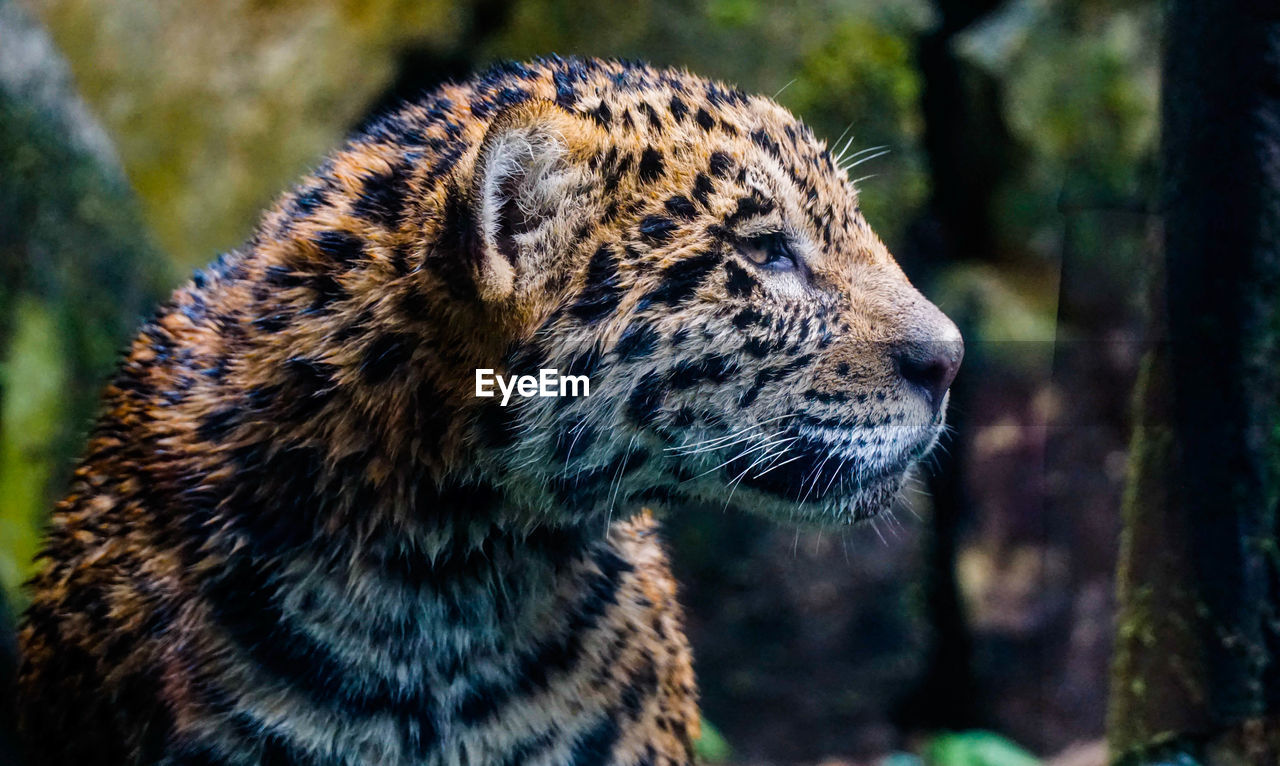 CLOSE-UP OF A TIGER LOOKING AWAY