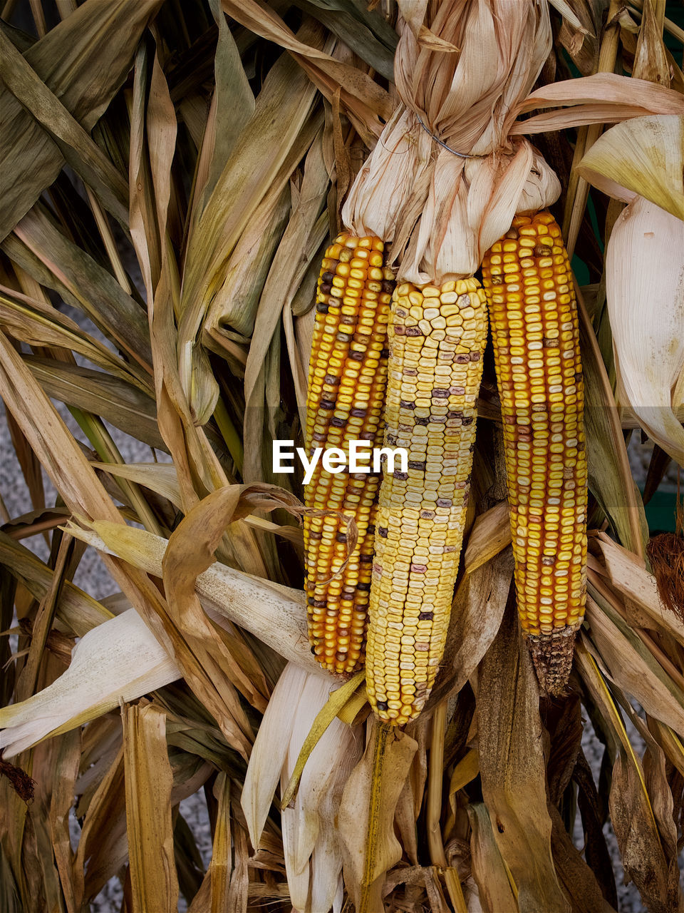 CLOSE-UP OF FRESH CORN IN SPRING