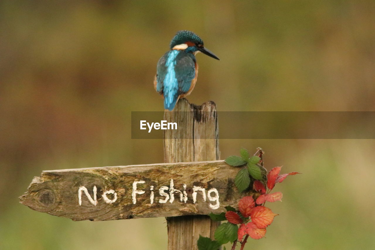 VIEW OF BIRD PERCHING ON WOODEN POST