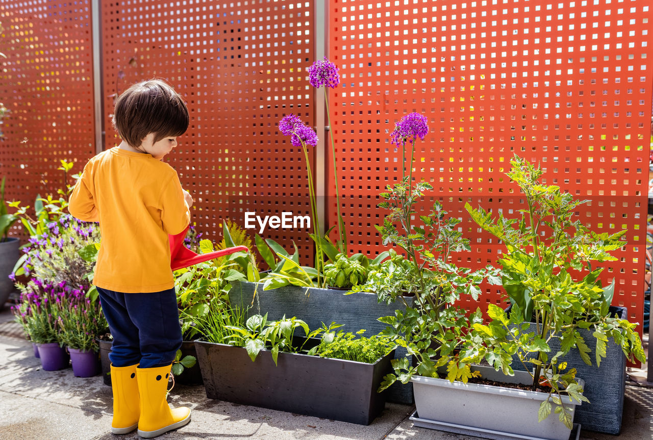 Little toddler boy watering plants using can in small kitchen garden on terrace at home.