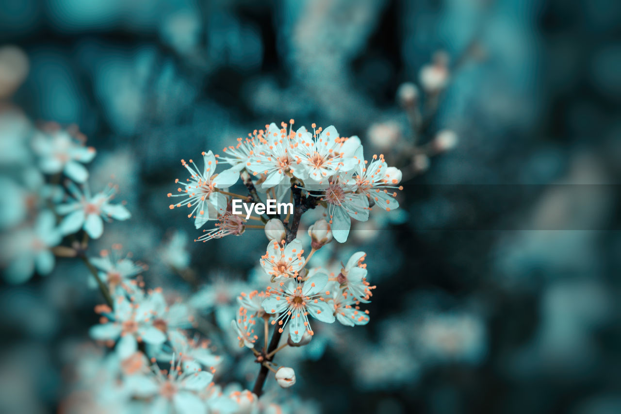 Close-up of white flowering plant