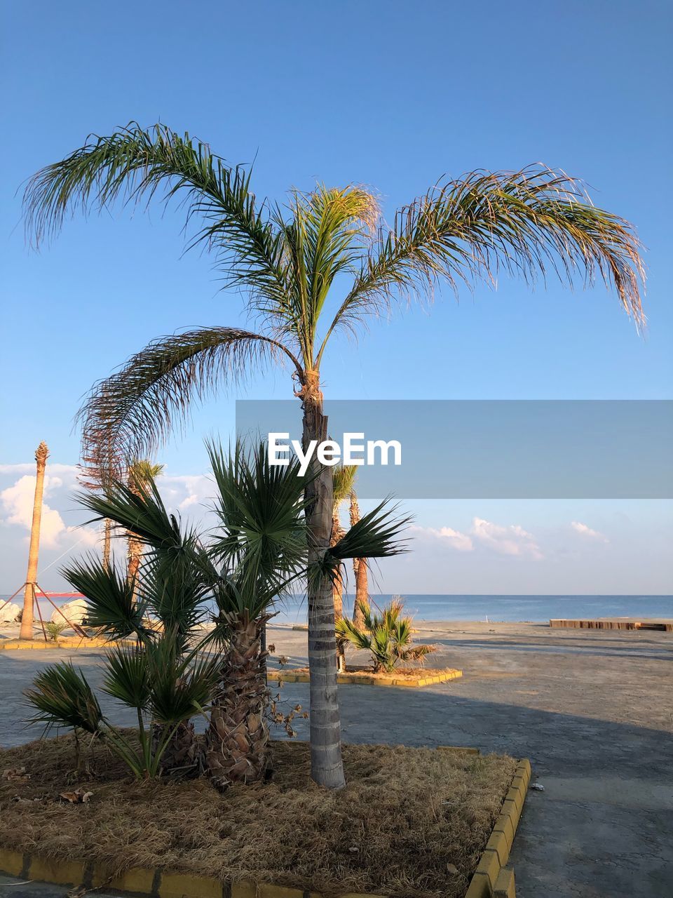 Palm tree on beach against sky