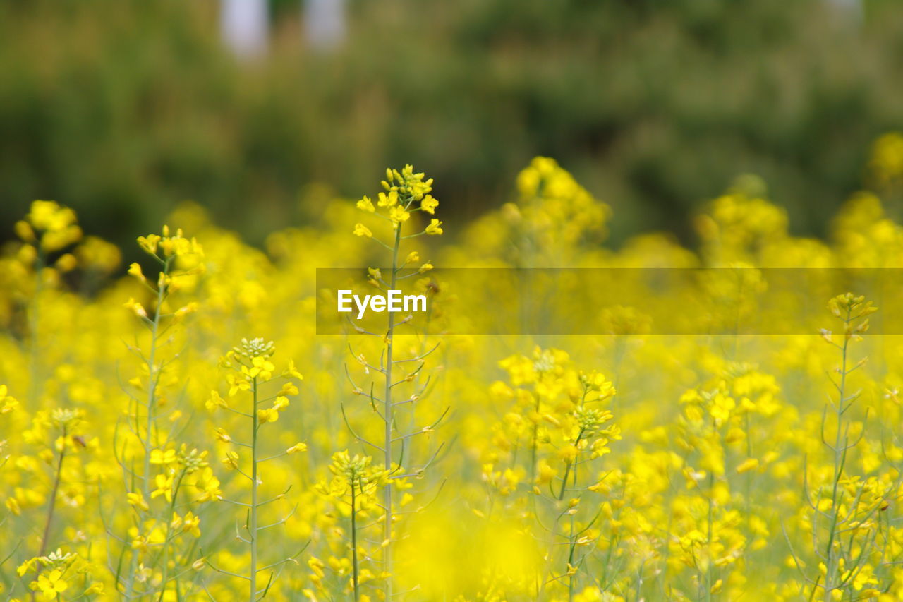 Yellow flowering plants on field