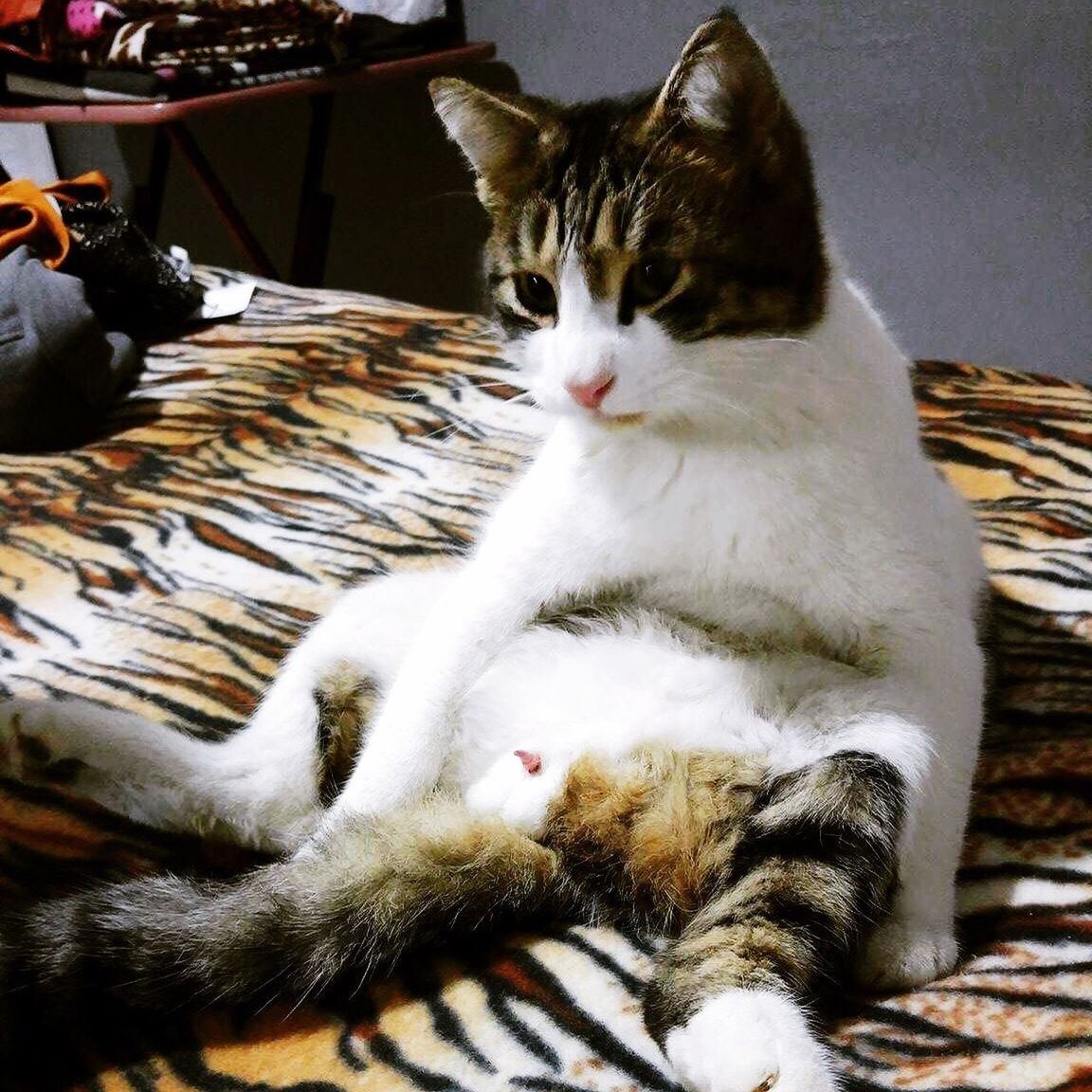 CLOSE-UP OF CAT SITTING ON BLANKET