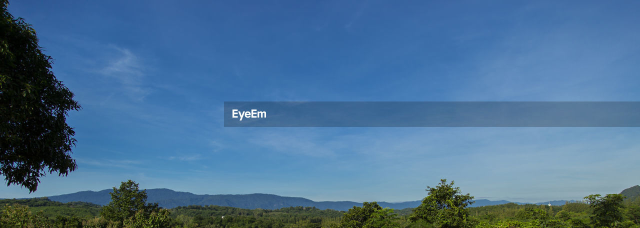 LOW ANGLE VIEW OF TREES ON MOUNTAIN AGAINST SKY