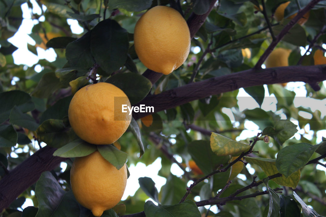 CLOSE-UP OF ORANGES ON TREE