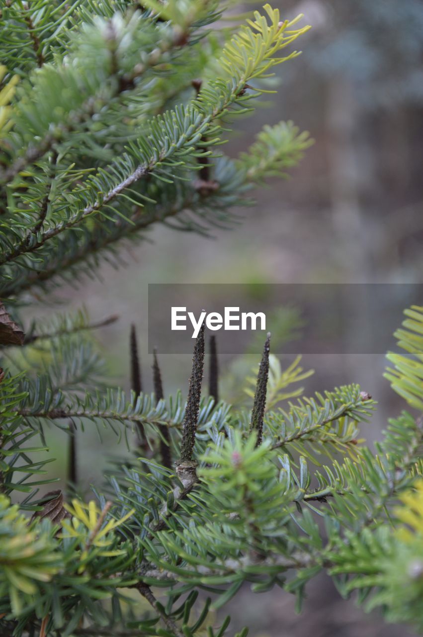 Close-up of tree growing outdoors