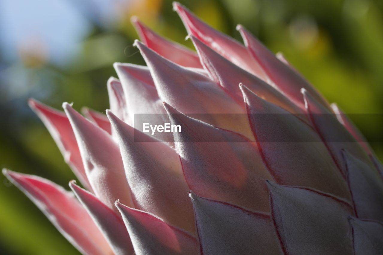  close-up of king protea flower