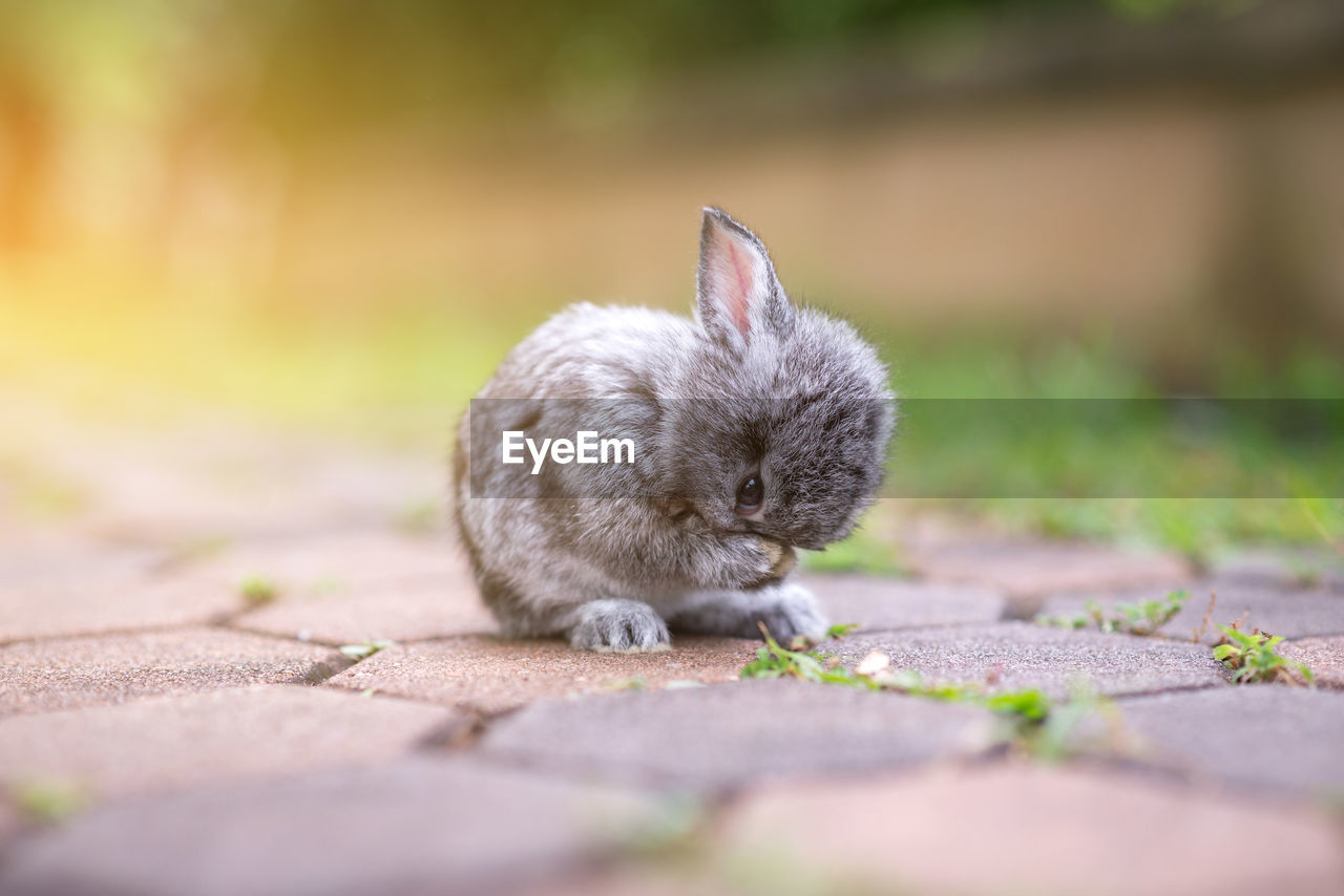 Close-up of rabbit on footpath